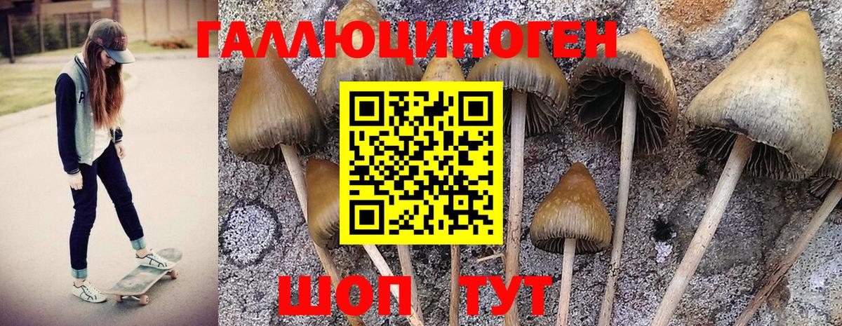 Котовск  закладка  Вход с VPN  Псилоцибиновые грибы GOLDEN TEACHER  Галлюциногенные грибы Psilocybe 